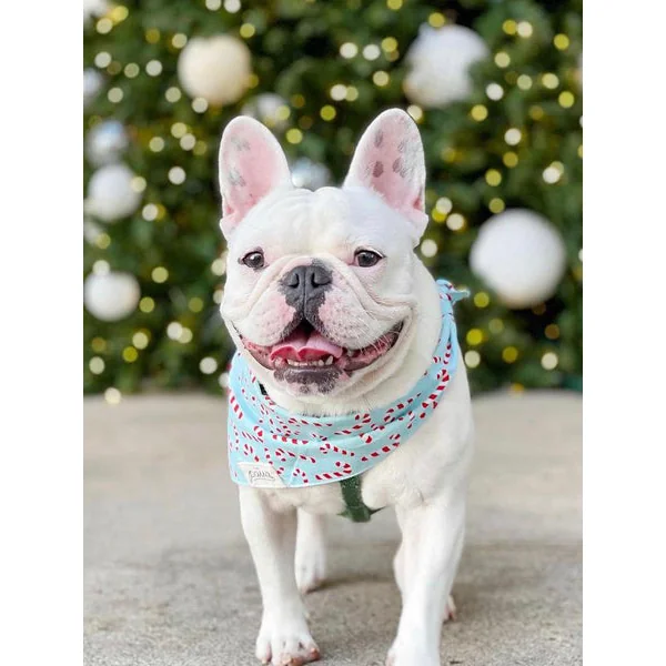 Bandana de Noël pour chien - Motif Candyland Bleu - The Paws