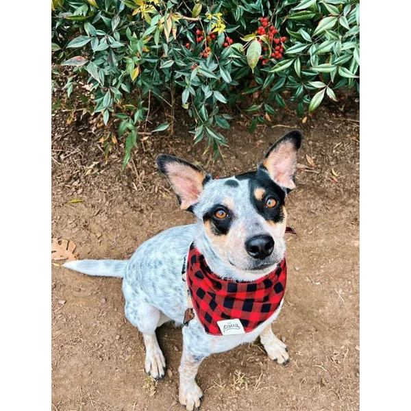 Bandana pour chien - Motif Bûcheron - The Paws