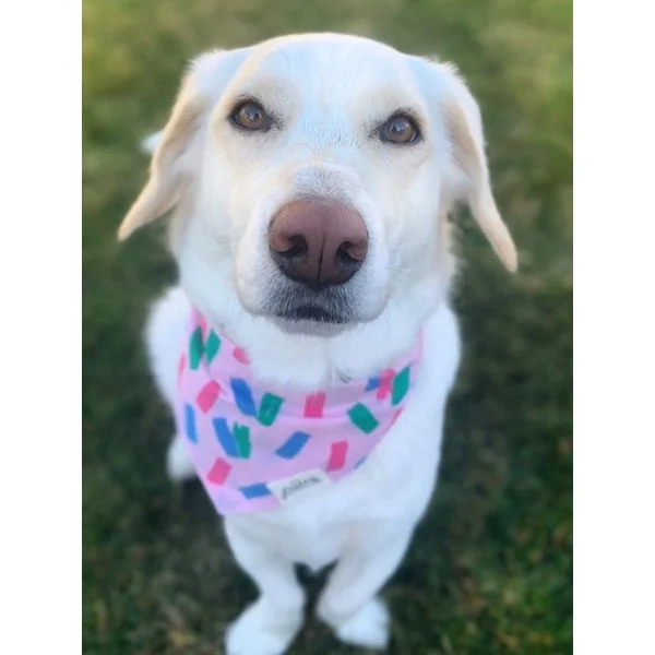 Bandana pour chien - Motif Funfetti đ - The Paws