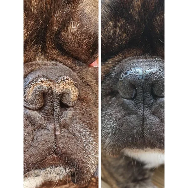 Baume Belle Truffe 👃 pour chien - Dexter & Mango