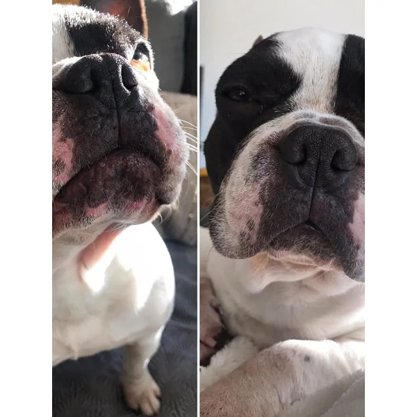 Baume Belle Truffe 👃 pour chien - Dexter & Mango