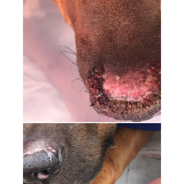 Baume Belle Truffe 👃 pour chien - Dexter & Mango