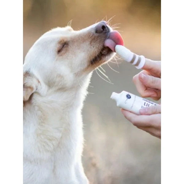 Brosse à dent pour chien et chat