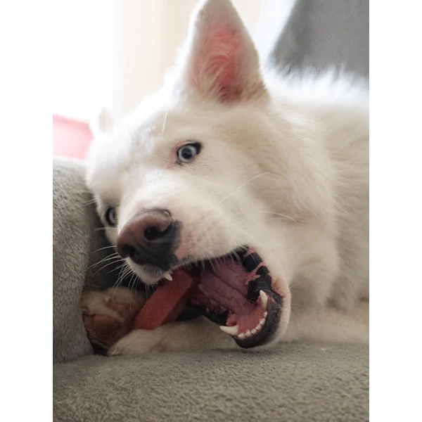 Bâtons de Fromage de Yak à mâcher à la fraise🍓 pour chien - Taille M