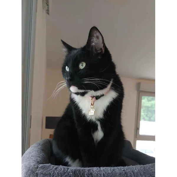 Collier Chat Anti-Étranglement Velours Lisse Rose
