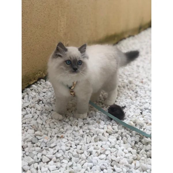 Collier Chat Personnalisé Velours Côtelé Bleu Ciel