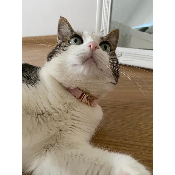 Collier Chat Personnalisé Velours Lisse Rose
