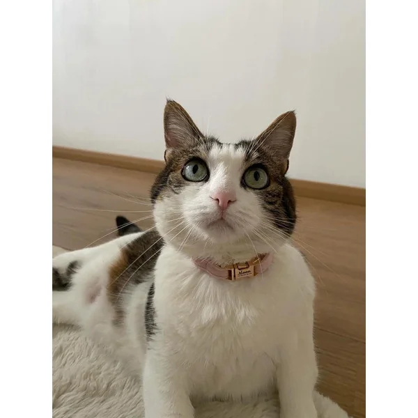 Collier Chat Personnalisé Velours Lisse Rose