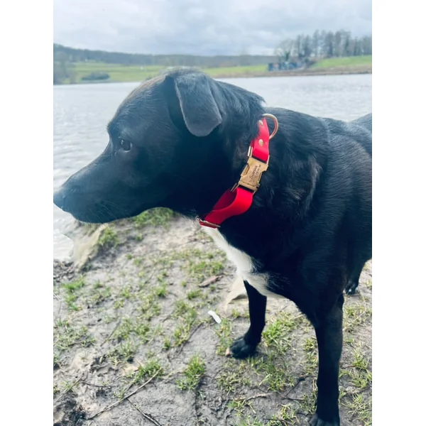 Collier Chien Personnalisé Biothane Rouge