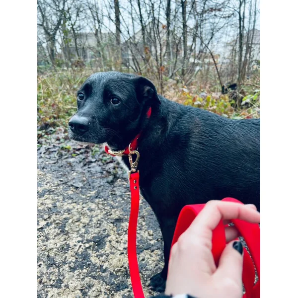 Collier Chien Personnalisé Biothane Rouge