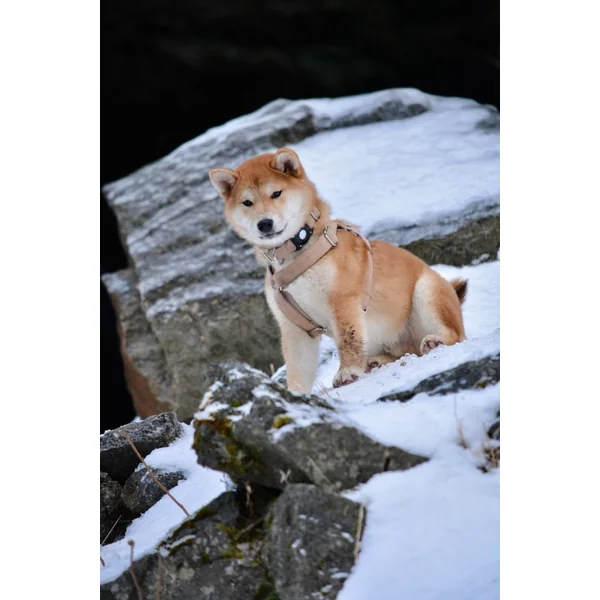 Collier Chien Personnalisé Coton Beige