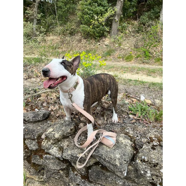 Collier Chien Personnalisé Coton Beige