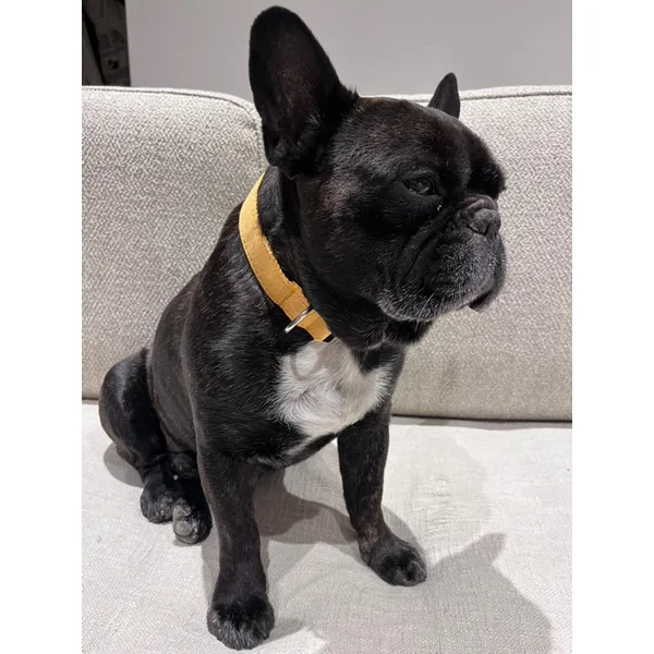 Collier Chien Personnalisé Coton Jaune