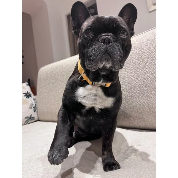 Collier Chien Personnalisé Coton Jaune