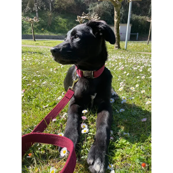 Collier Chien Personnalisé Velours Côtelé Bordeaux