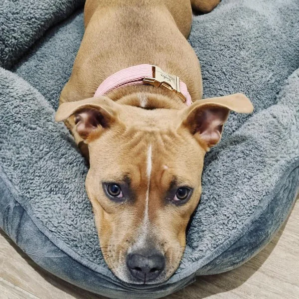 Collier Chien Personnalisé Velours Côtelé Rose