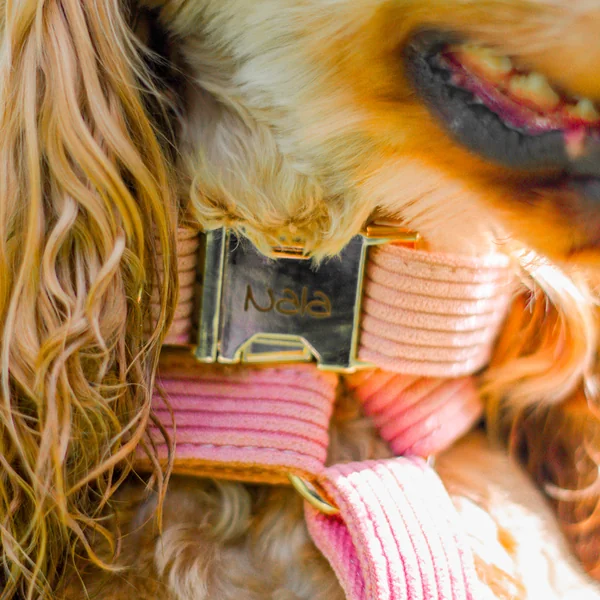 Collier Chien Personnalisé Velours Côtelé Rose