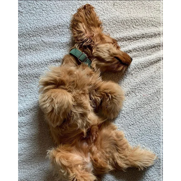 Collier Chien Personnalisé Velours Côtelé Vert