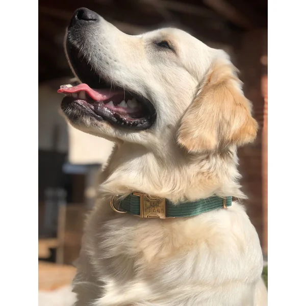Collier Chien Personnalisé Velours Côtelé Vert