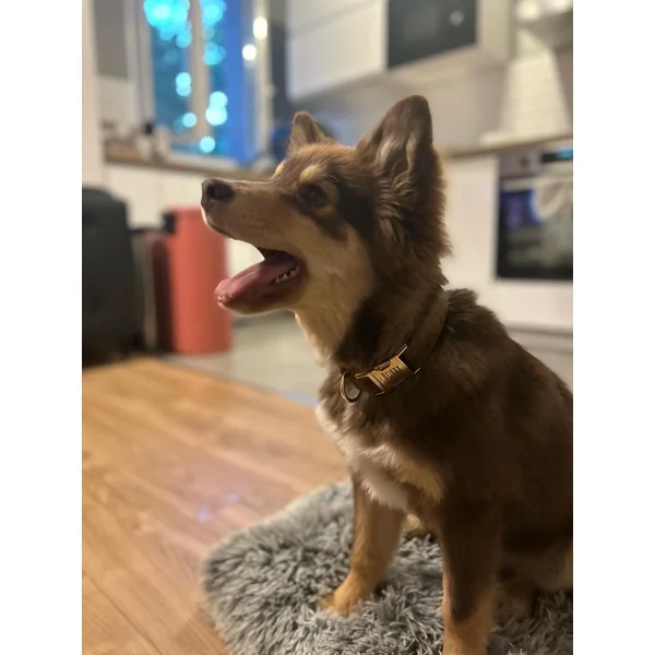 Collier Chien Personnalisé Velours Lisse Marron