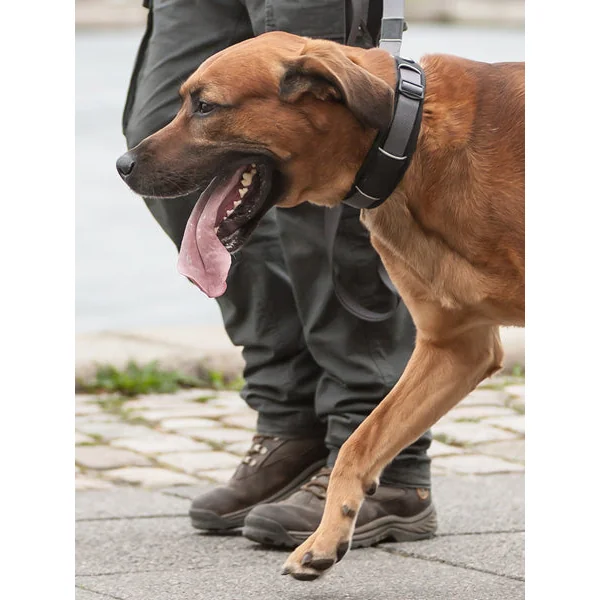 Collier Noir pour chien - Urban Explorer - DOG Copenhagen