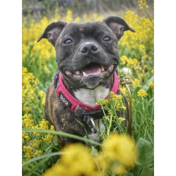 Collier Rose pour chien - Urban Explorer - DOG Copenhagen