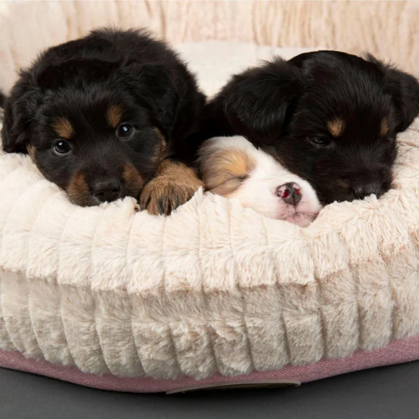 Couchage Chien – Scruffs Corbeille Ronde Ellen Rose – Taille XL