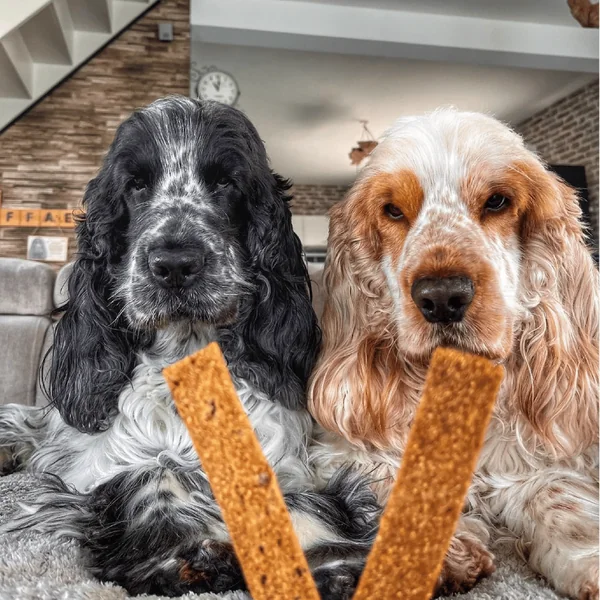 Friandise Chien – Marly & Dan Barres à mâcher « Articulations » - 80 gr