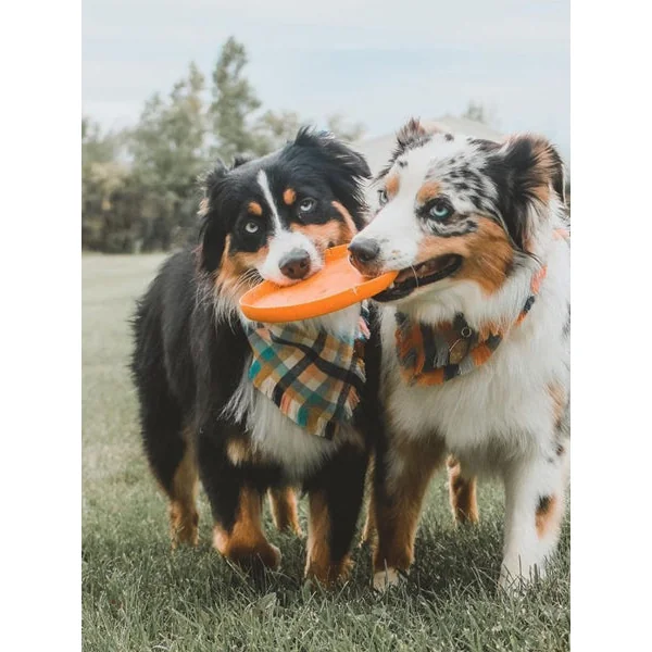 Frisbee Eco Friendly pour chien - Zisc - West Paw - Orange