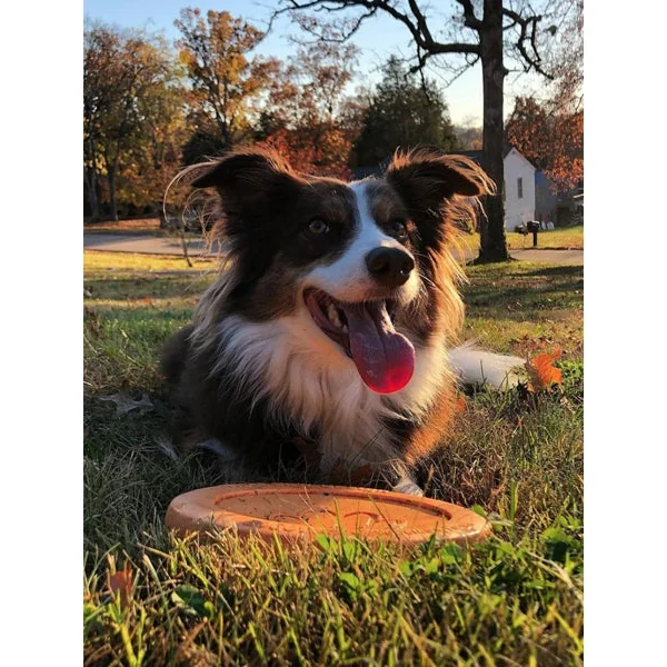 Frisbee Eco Friendly pour chien - Zisc - West Paw - Orange