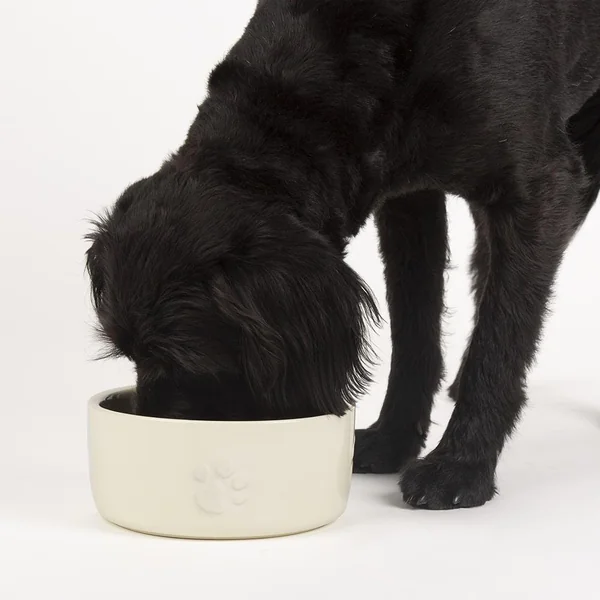 Gamelle Chien – Scruffs Gamelle Icon repas beige clair – Ø 19 x 8 cm