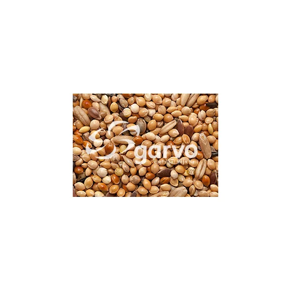 Garvo Perruche Extra