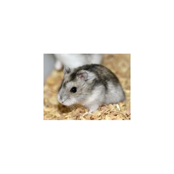 HAMSTER RUSSE