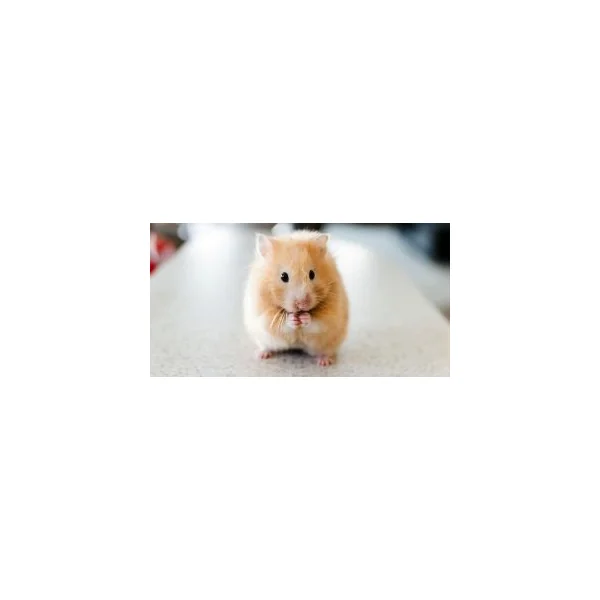 HAMSTER RUSSE ORANGE