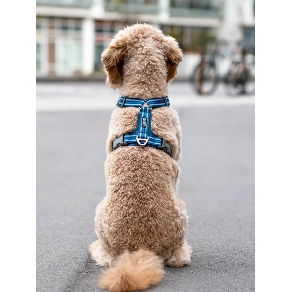 Harnais Bleu pour chien - Comfort Walk Air 3.0 - DOG Copenhagen