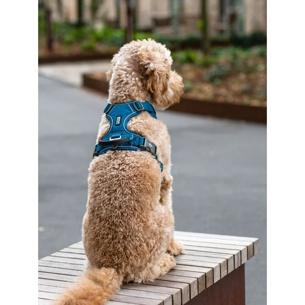 Harnais Bleu pour chien - Comfort Walk Pro 3.0 - DOG Copenhagen