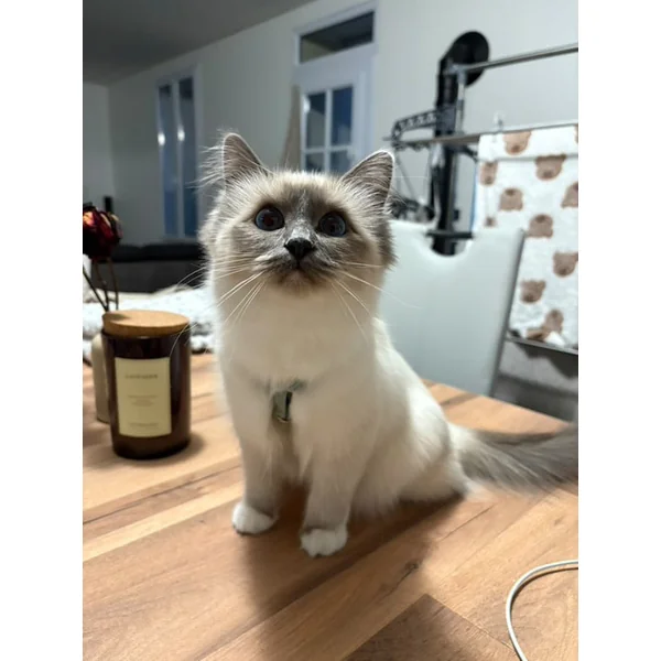 Harnais Chat Personnalisé Velours Côtelé Bleu Ciel
