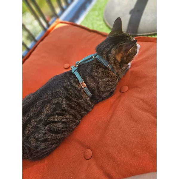 Harnais Chat Personnalisé Velours Côtelé Vert
