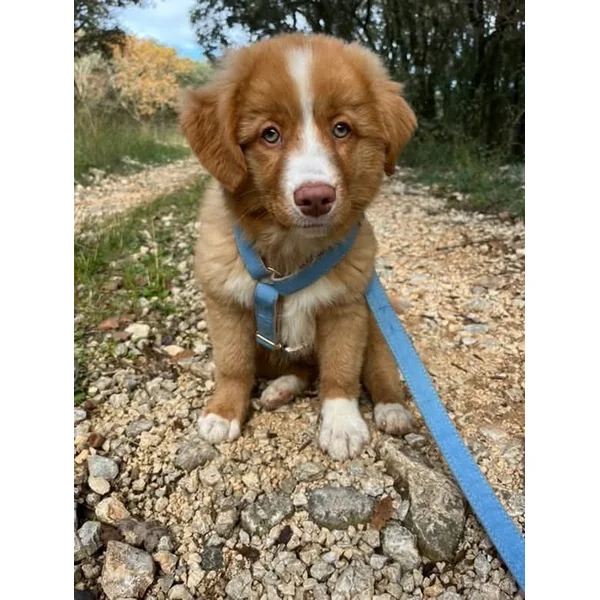 Harnais Chien Personnalisé Coton Bleu Jean