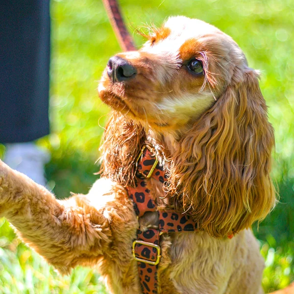 Harnais Chien Personnalisé Coton Léopard Châtaigne