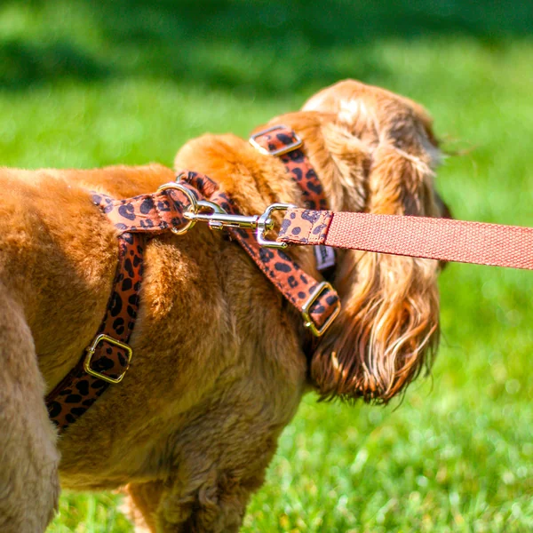 Harnais Chien Personnalisé Coton Léopard Châtaigne