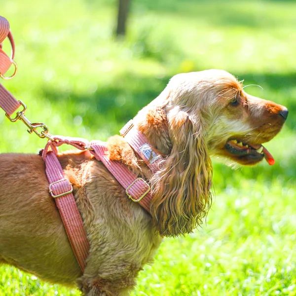Harnais Chien Personnalisé Velours Côtelé Rose