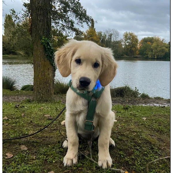 Harnais Chien Personnalisé Velours Côtelé Vert