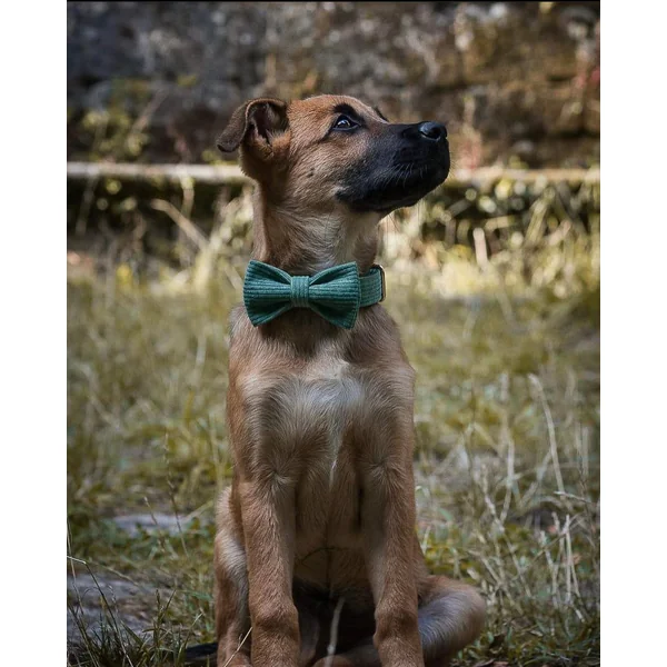 Harnais Chien Personnalisé Velours Côtelé Vert