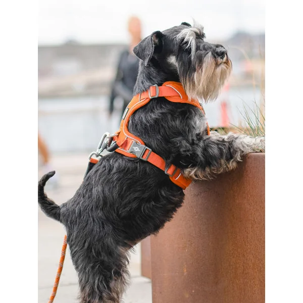Harnais Orange pour chien - Comfort Walk Pro - DOG Copenhagen