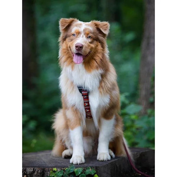Harnais original pour chien motif Polar Night - Woolly Wolf