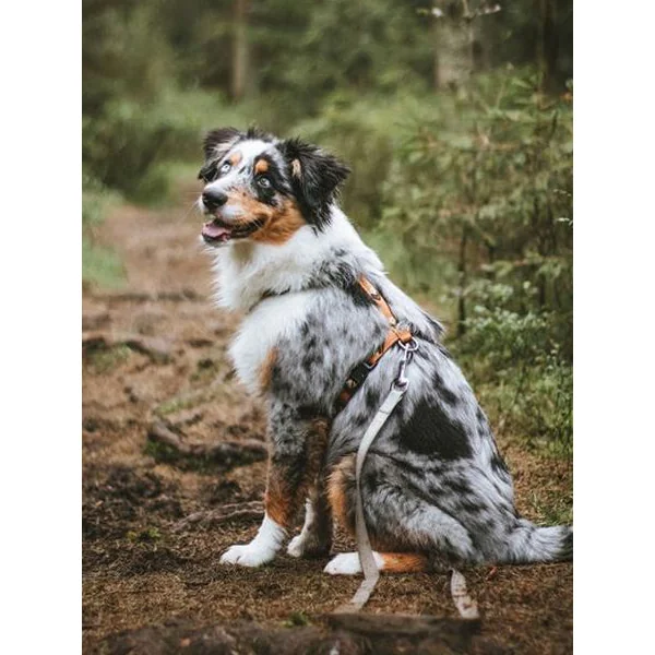Harnais original pour chien motif Sea to Summit - Woolly Wolf