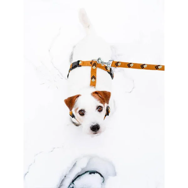 Harnais original pour chien motif Sea to Summit - Woolly Wolf
