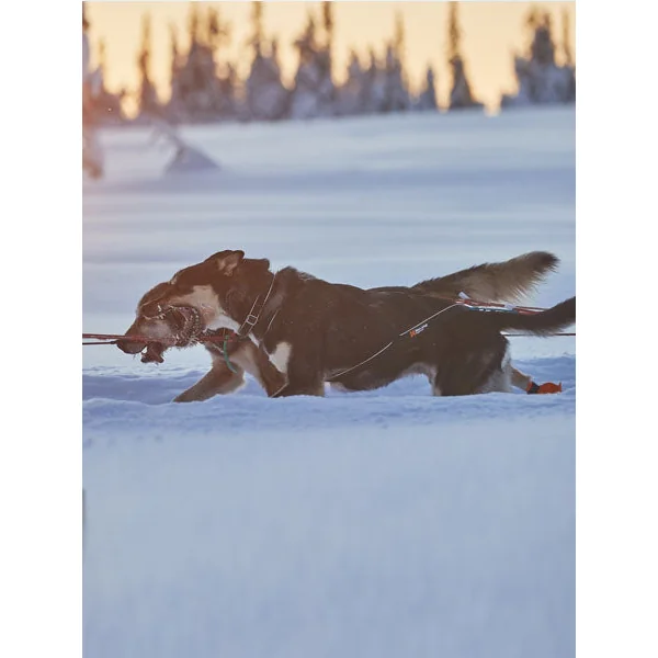 Harnais pour chien - Nansen Nome Harness 5.0 - Non-Stop Dogwear