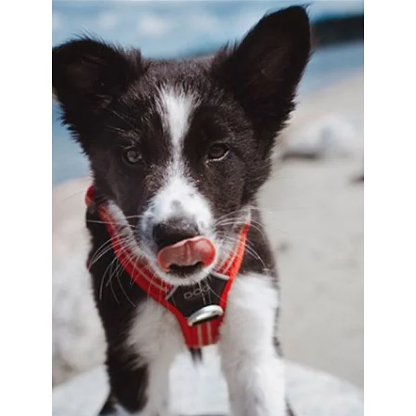 Harnais Rouge pour chien - Comfort Walk Air 3.0 - DOG Copenhagen